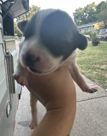 Shelter Stray Female Dog last seen Near E Berry St, East District, TX, 355 Hillshire Dr, Haslet, TX 76052, USA