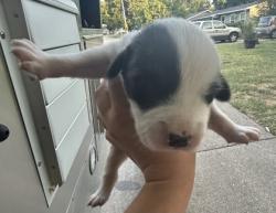 Shelter Stray Female Dog last seen Near E Berry St, East District, TX, 355 Hillshire Dr, Haslet, TX 76052, USA