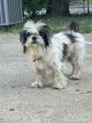 Shelter Stray Male Dog last seen Near Robinwood Dr, Central District, TX, 355 Hillshire Dr, Haslet, TX 76052, USA