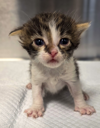 Shelter Stray Male Cat last seen Shaw Ave & Clovis Ave, Clovis Zone Clovis City 4 93612, CA, 1510 W Dan Ronquillo Dr, Fresno, CA 93706, USA