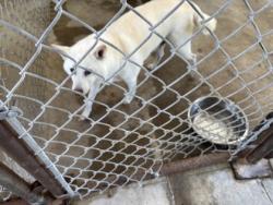 Shelter Stray Female Dog last seen Near - BLK Marklawn Lane, City of Hutto, TX, 1855 SE Inner Loop, Georgetown, TX 78626, USA