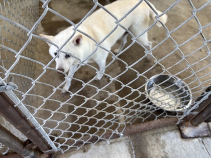 Shelter Stray Female Dog last seen Near - BLK Marklawn Lane, City of Hutto, TX, 1855 SE Inner Loop, Georgetown, TX 78626, USA