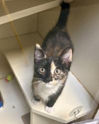 Shelter Stray Female Cat last seen Chantilly, VA, 20151 Pan Am Ave/Airline Pkwy, Fairfax County, VA, 4500 West Ox Rd, Fairfax, VA 22030, USA
