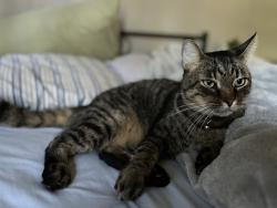 Lost Male Cat last seen Harrelson Rd, Lakeland, FL 33810