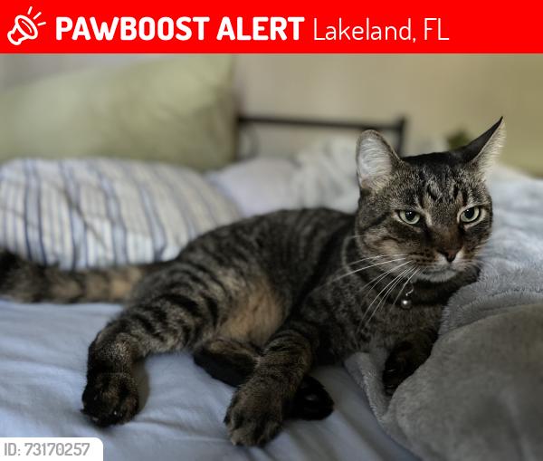 Lost Male Cat last seen Harrelson Rd, Lakeland, FL 33810