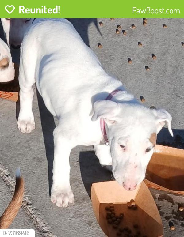 Reunited Female Dog last seen Buckley and Asbury, Aurora, CO 80013