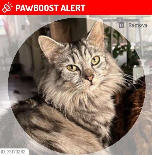 Lost Male Cat last seen Halmer End Post Office, Halmer End, England ST7 8BT