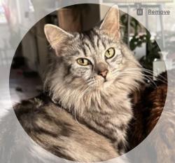 Lost Male Cat last seen Halmer End Post Office, Halmer End, England ST7 8BT