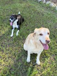 Reunited Unknown Dog last seen Highway 331, Columbiana, AL 35051