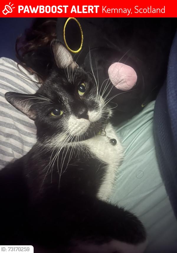 Lost Male Cat last seen Kemnay Academy, Kemnay, Scotland 
