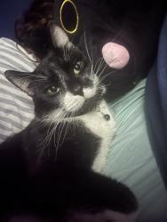 Lost Male Cat last seen Kemnay Academy, Kemnay, Scotland 