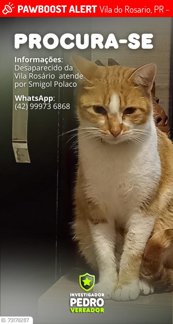 Lost Male Cat last seen Vila rosário Rua Paraguai 124castro, Vila do Rosario, PR 84168-070