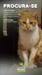 Lost Male Cat last seen Vila rosário Rua Paraguai 124castro, Vila do Rosario, PR 84168-070
