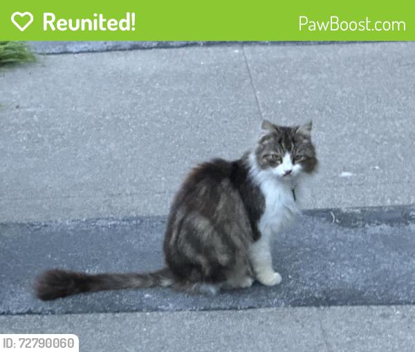 Reunited Female Cat last seen Friedman Community Center, Santa Rosa, CA 95405