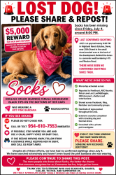 Lost Female Dog last seen Highland Ranches community, Weston, FL 33326