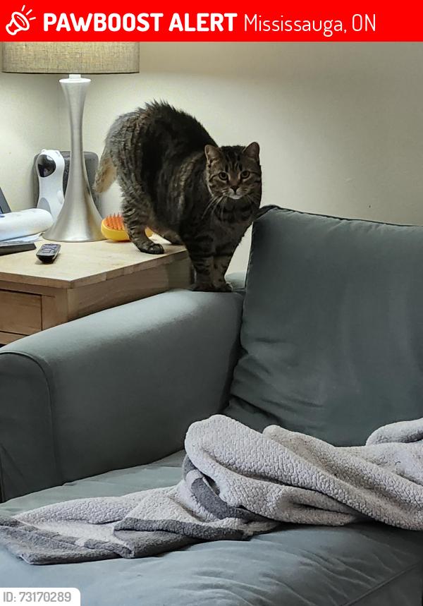 Lost Female Cat last seen St John of the cross catholic church, Mississauga, ON 