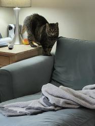 Lost Female Cat last seen St John of the cross catholic church, Mississauga, ON 