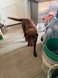 Reunited Female Dog last seen S Forty Ln, Adel, Adel, IA 50003