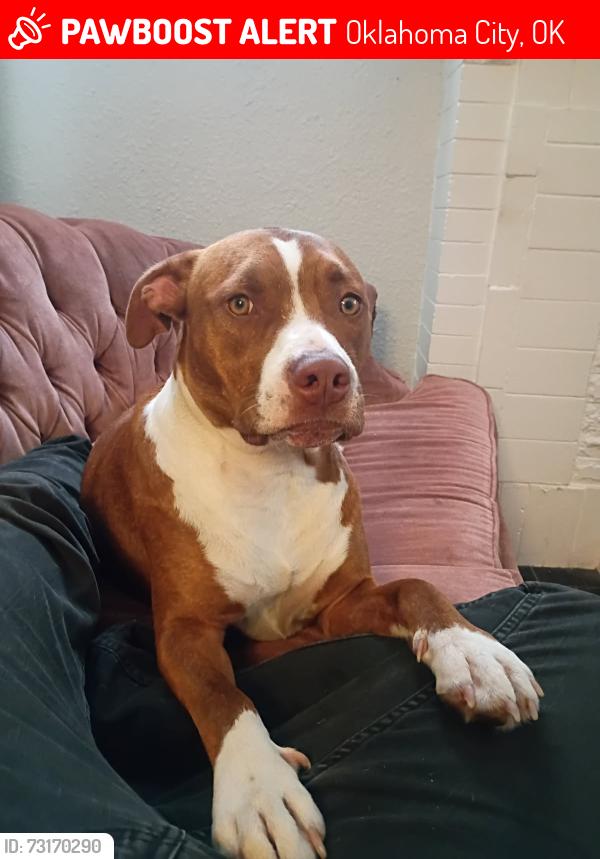 Lost Female Dog last seen 10th & Villa, Oklahoma City, OK 73107