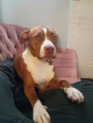 Lost Female Dog last seen 10th & Villa, Oklahoma City, OK 73107