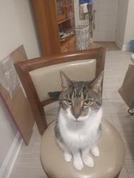 Lost Male Cat last seen Callow Ave Baltimore City 21217, Baltimore, MD 21217