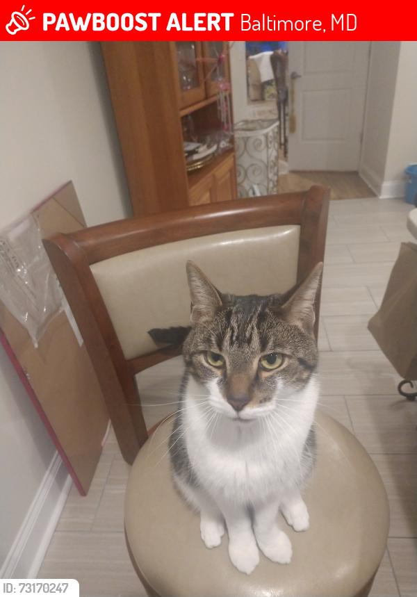 Lost Male Cat last seen Callow Ave Baltimore City 21217, Baltimore, MD 21217