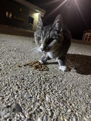 Found/Stray Unknown Cat last seen St Andrews school, St. Andrews, MB 