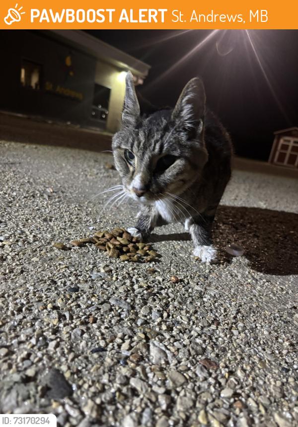 Found/Stray Unknown Cat last seen St Andrews school, St. Andrews, MB 