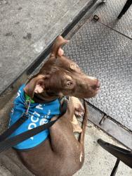 Shelter Stray Male Dog last seen NEW YORK, NY, 10029, 326 E 110th St, New York, NY 10029, USA