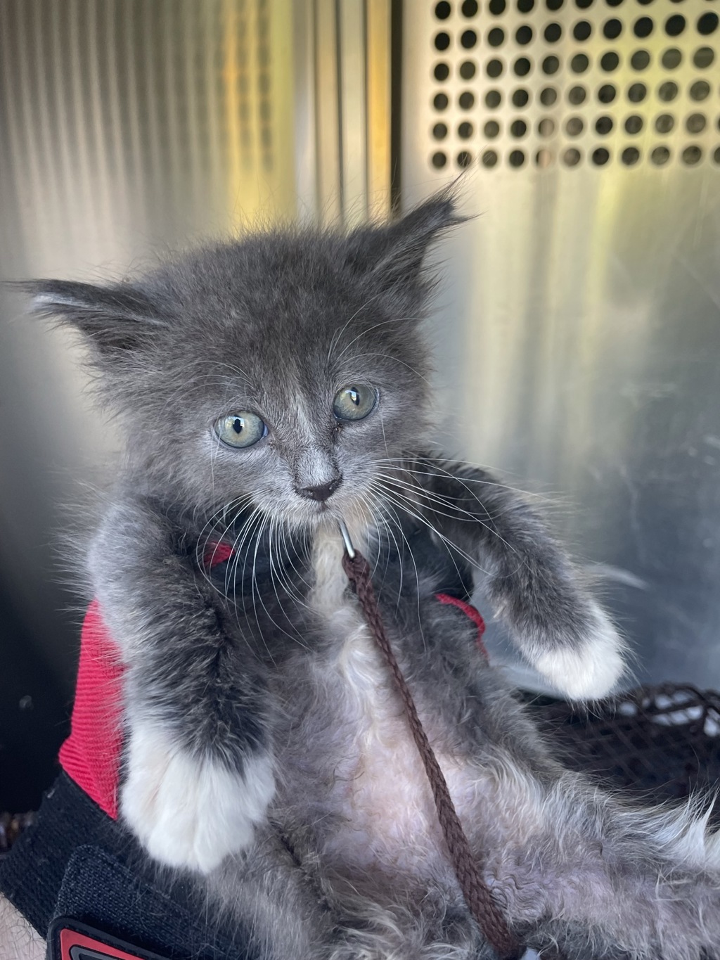 Shelter Stray Unknown Cat last seen Near Skynook Drive, AUSTIN, TX, 78745, 7201 Levander Loop bldg a, Austin, TX 78702, USA