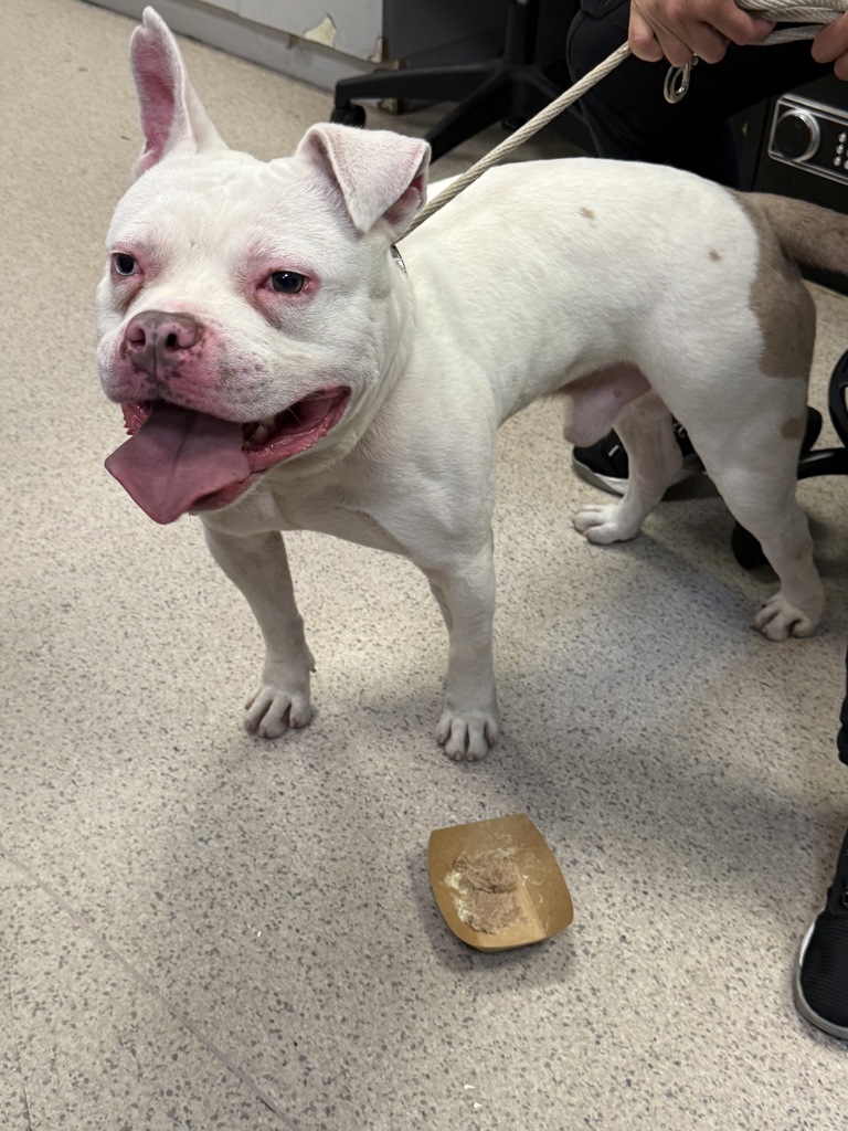 Shelter Stray Male Dog last seen Near perry ave apt 2C, BRONX, NY, 10467, 326 E 110th St, New York, NY 10029, USA