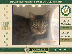 Shelter Stray Male Cat last seen FL, 5100 W Eau Gallie Blvd, Melbourne, FL 32934, USA
