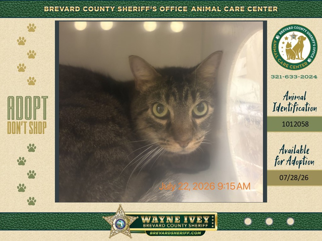 Shelter Stray Male Cat last seen FL, 5100 W Eau Gallie Blvd, Melbourne, FL 32934, USA