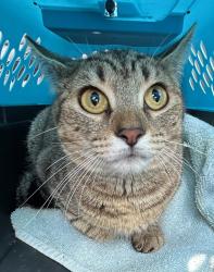 Shelter Stray Unknown Cat last seen Near Baxter Road, VIRGINIA BEACH, VA, 23462, 341 S Birdneck Rd, Virginia Beach, VA 23451, USA