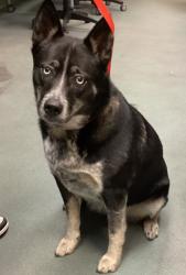Shelter Stray Female Dog last seen Capitol Boulevard, RALEIGH, NC, 27601, 820 Beacon Lake Dr, Raleigh, NC 27610, USA