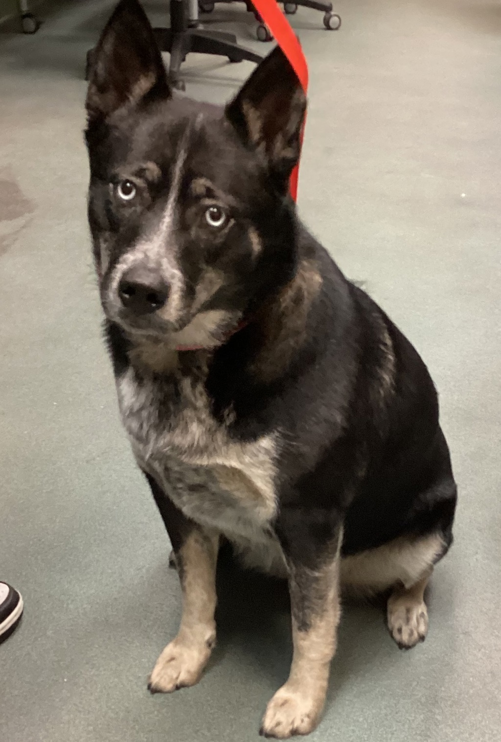 Shelter Stray Female Dog last seen Capitol Boulevard, RALEIGH, NC, 27601, 820 Beacon Lake Dr, Raleigh, NC 27610, USA