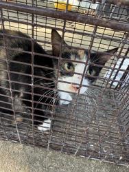 Shelter Stray Female Cat last seen Near Kaliste Saloom Road, LAFAYETTE, LA, 70508, 410 Dugas Rd, Lafayette, LA 70507, USA