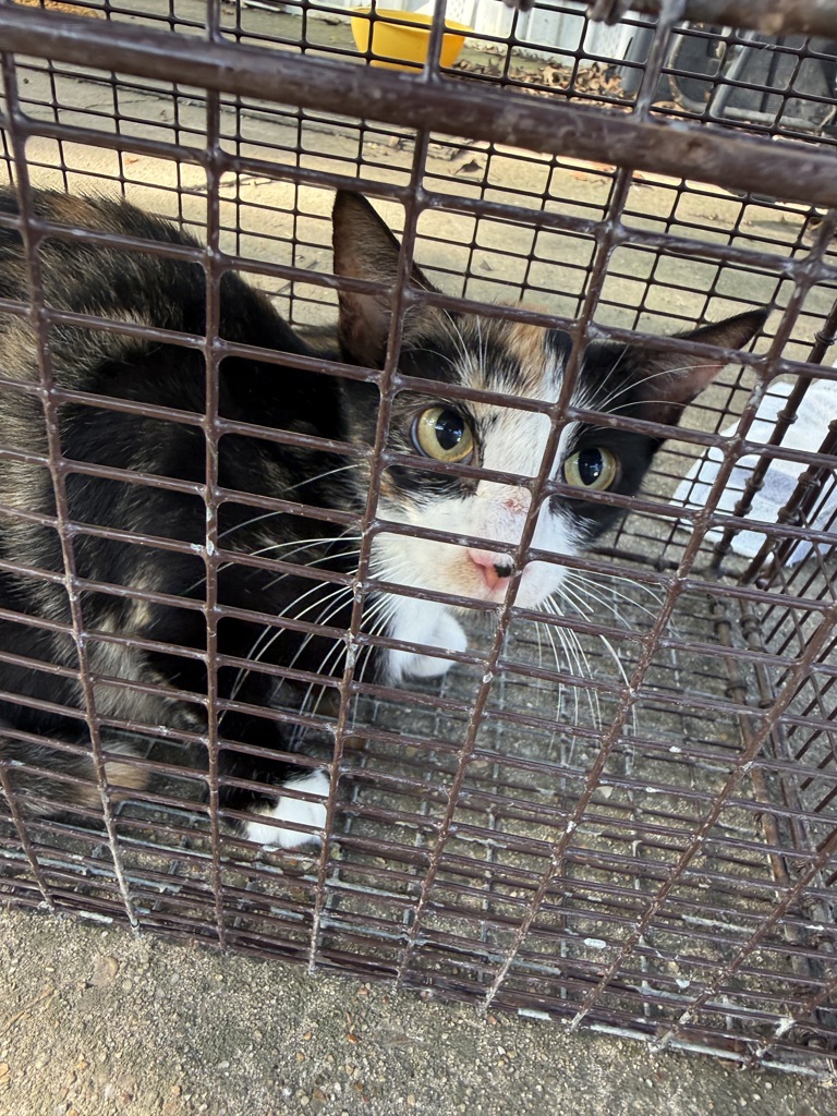 Shelter Stray Female Cat last seen Near Kaliste Saloom Road, LAFAYETTE, LA, 70508, 410 Dugas Rd, Lafayette, LA 70507, USA