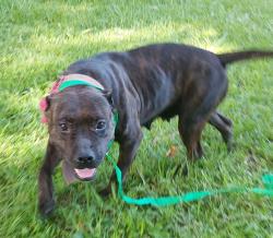 Shelter Stray Female Dog last seen Near Arthur Street, LAFAYETTE, LA, 70501, 410 Dugas Rd, Lafayette, LA 70507, USA