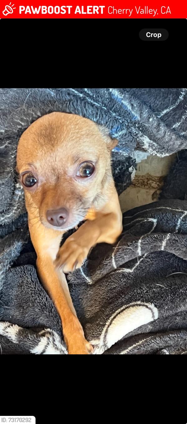 Lost Female Dog last seen Near cherry valley nursery, Cherry Valley, CA 92223