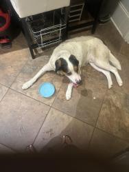 Reunited Unknown Dog last seen Hanging out at Insight/Reclaim counseling services building, Burlington, NC 27215