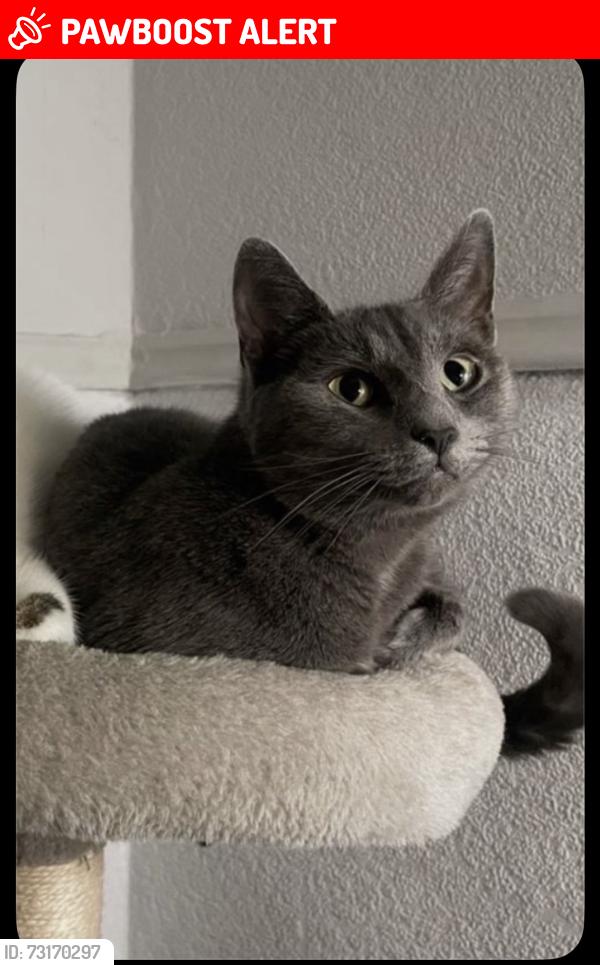 Lost Female Cat last seen Fagley Place, West Yorkshire, England BD2 3LX