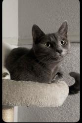 Lost Female Cat last seen Fagley Place, West Yorkshire, England BD2 3LX