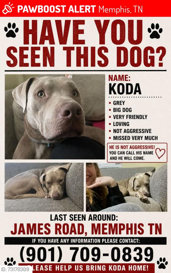 Lost Male Dog last seen James road, Memphis, TN 38128