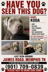 Lost Male Dog last seen James road, Memphis, TN 38128