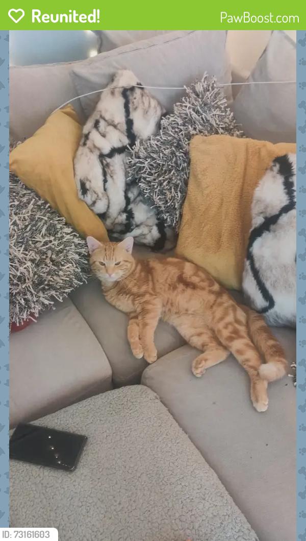 Reunited Male Cat last seen Near Morrisons on new street, East Lothian, Scotland 