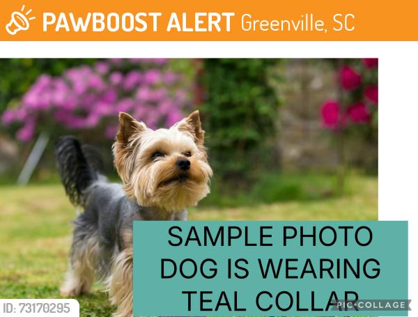 Found/Stray Unknown Dog last seen Church Street Bridge near Calvin St, Greenville, SC 29601