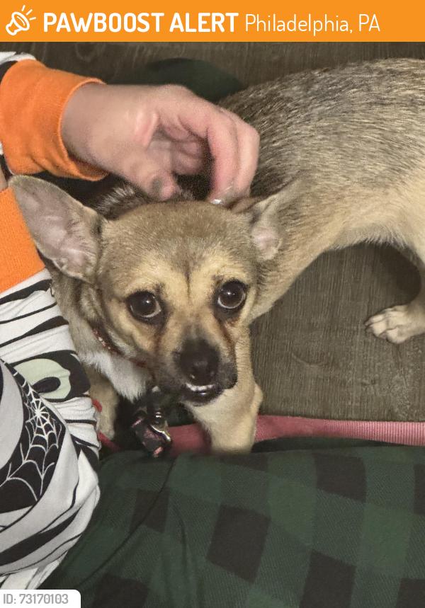 Found/Stray Female Dog last seen N/A, Philadelphia, PA 19102