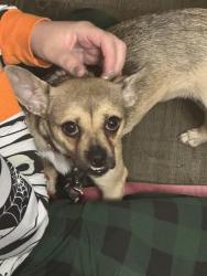 Found/Stray Female Dog last seen N/A, Philadelphia, PA 19102