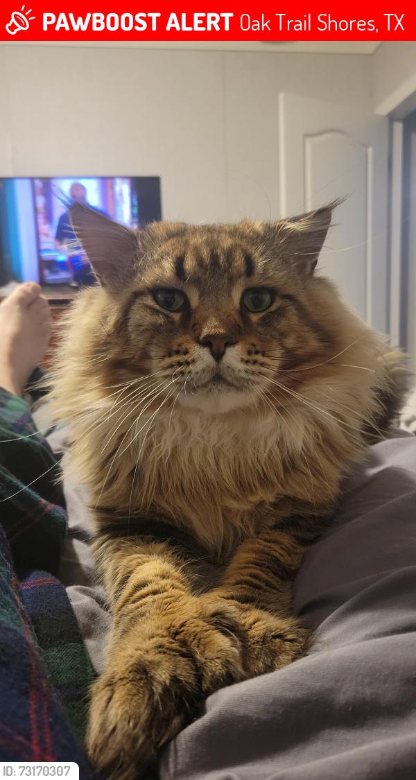 Lost Male Cat last seen Blueberry Trail Granbury TX, Oak Trail Shores, TX 76048
